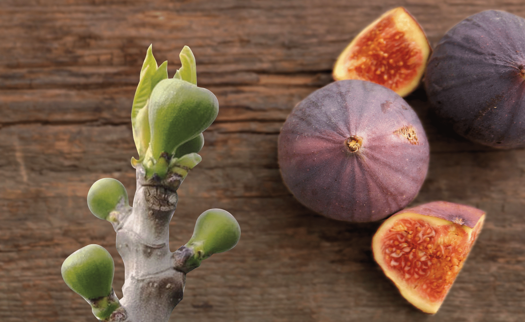 figues bourgeon
