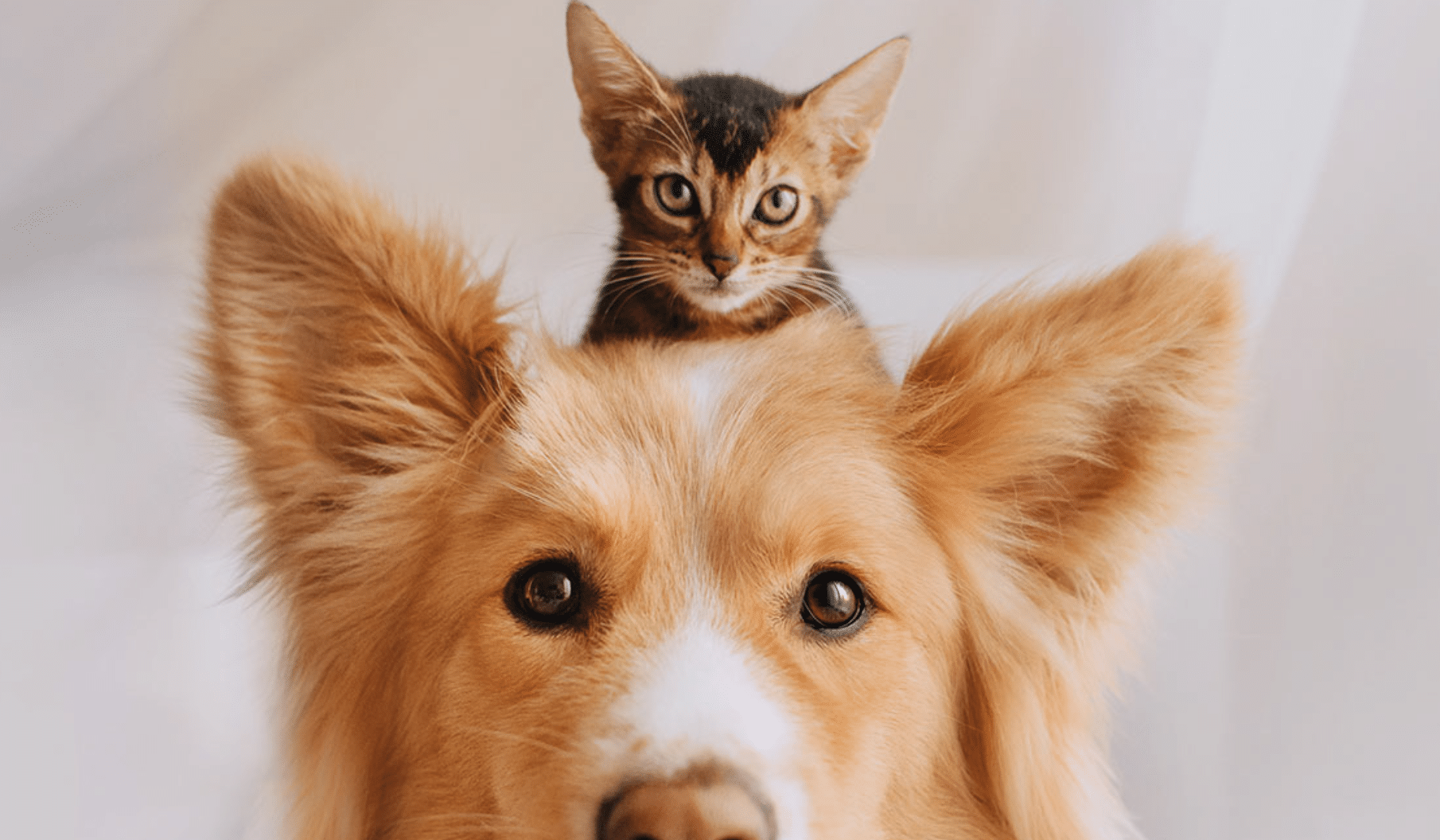 chiens et chat